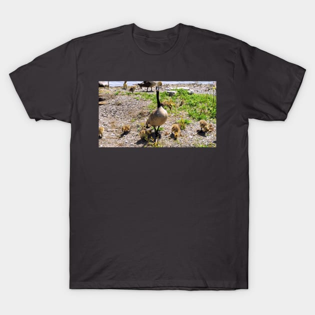 Canada Goose Watching Its Goslings T-Shirt by BackyardBirder